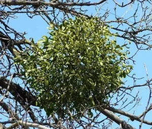 Bí ẩn của cây tầm gửi