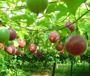 Bí quyết leo giàn của cây xanh