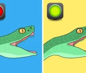 Cách nào phân biệt rắn độc?