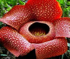 Chúa tể của các loài hoa