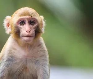 Có phải loài người và loài khỉ có cùng "dòng họ"?
