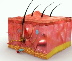 Da ở đâu dày nhất cơ thể nhỉ?