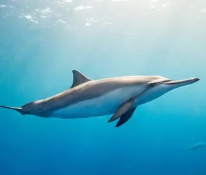 Điều gì giúp cá heo bơi cực nhanh?