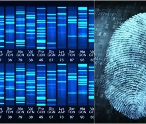 Gene di truyền vân tay là gì?
