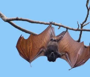 Giấc ngủ "ngược" của dơi