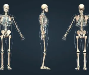 Khung xương cơ thể gồm có mấy thành phần?