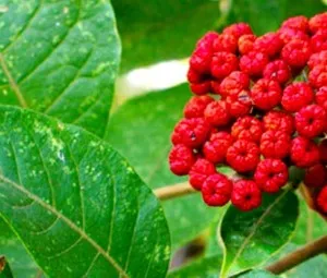 Loài hoa nhanh nhất trong tự nhiên