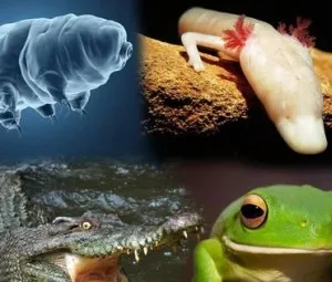 Loài vật có thể nhịn ăn bao lâu?