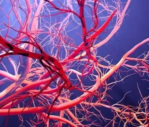 Nếu nối các mạch máu của bạn lại với nhau thì chúng sẽ có độ dài là bao nhiêu?