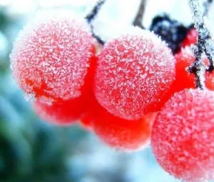 Sương muối hình thành như thế nào?