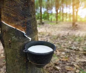 Tại sao cao su lại được gọi là “vàng trắng” của Tây Nguyên