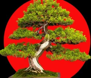 Tại sao cây trong chậu cảnh lại già và có nhiều tư thế?