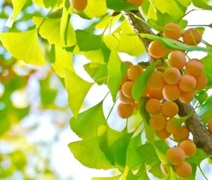 Tại sao có loài cây sống hơn 1.000 năm?