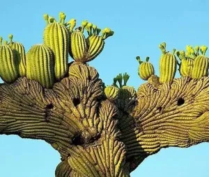 Tại sao gọi cây xương rồng Saguaros là “người khổng lồ” của sa mạc