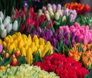 Tại sao hoa Tulip có tên gọi là Uất Kim Hương?