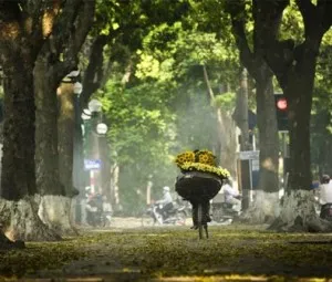 Tại sao khi mỗi độ thu về thì lá cây xanh lại ngả màu vàng và rơi rụng?