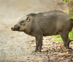 Tại sao lợn thích dũi vách và ăn đất sét