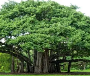 Tại sao một cây đa có thể thành rừng?