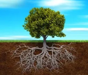 Tại sao nói "Cây to rễ sâu"?