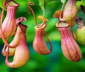 Tại sao thực vật có thể ăn côn trùng?