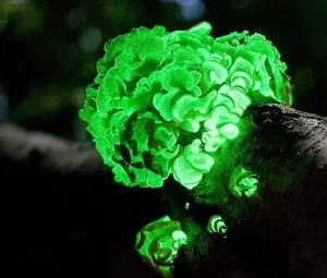Tại sao tính kháng bệnh của thực vật hoang dã lại rất mạnh?