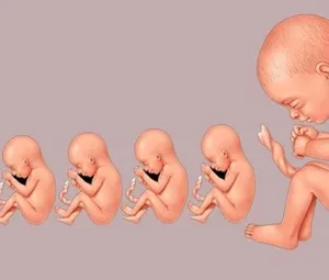 Thai nhi trong bụng mẹ làm những gì?