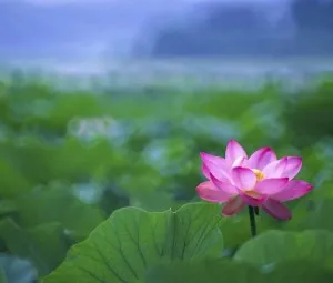 Thực vật thuỷ sinh vì sao không thối rữa?