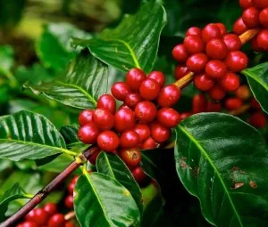 Vì sao cà phê được trồng nhiều ở Tây Nguyên?