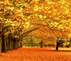 Vì sao cây ôn đới rụng lá mùa thu, cây nhiệt đới rụng vào đông?