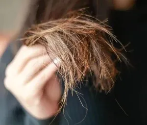 Vì sao đầu cây tóc lại bị chẻ nhánh?