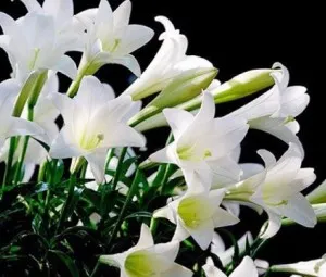 Vì sao đêm đến hoa huệ mới toả hương ngào ngạt?