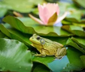 Vì sao ếch đực kêu rất to?