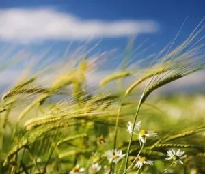 Vì sao gió thổi lúc mạnh lúc nhẹ?