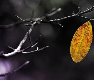 Vì sao lá trên ngọn rụng cuối cùng?