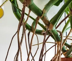 Vì sao một số cây nhiệt đới có rễ khí sinh?