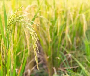 Vì sao một số thực vật rỗng thân?