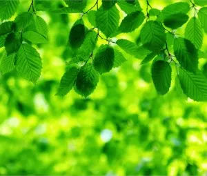 Vì sao nhìn màu xanh nhiều có lợi cho mắt?