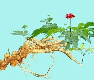 Vì sao sâm Ngọc Linh lại quý như thế?