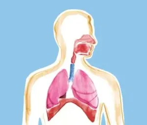 Vì sao ta hít vào khí ôxy nhưng lại thở ra khí CO2?