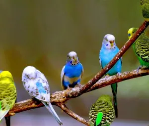 Vì sao vẹt, yểng học được tiếng người?