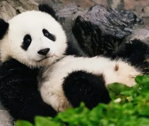 Gấu trúc (gấu mèo) có thể tuyệt chủng không?