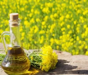 Khi cây cải dầu ra hoa thả ong ra có tác dụng gì?