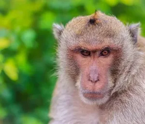 Khi thấy khỉ macaca, tại sao không được nhìn chăm chú vào mắt của chúng?