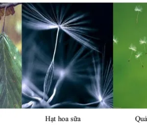 Sự phát tán của quả và hạt như thế nào?