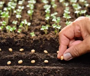 Tại sao các hạt giống lại chứa nhiều chất dinh dưỡng?