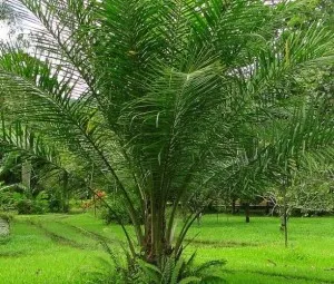 Tại sao cây cọ dầu được coi là "vua dầu" trên thế giới?