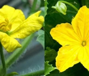 Tại sao cây dưa dầu đến tối mới ra hoa?