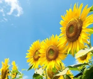 Tại sao cây hướng dương lại có hạt lép?