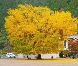 Tại sao cây ngân hạnh lại được gọi là "hóa thạch sống"?