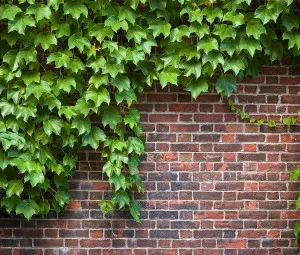 Tại sao cây thường xuân lại có thể leo lên tường cao?